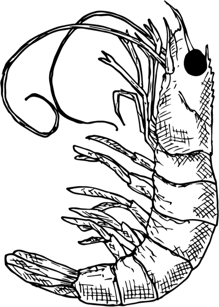 dessin crevette