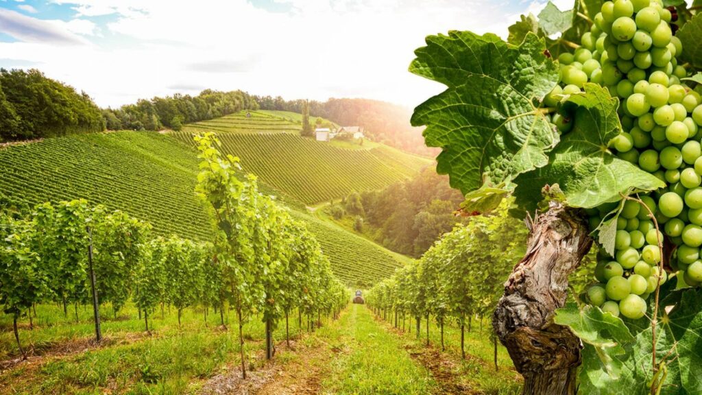 Bourgogne vignes