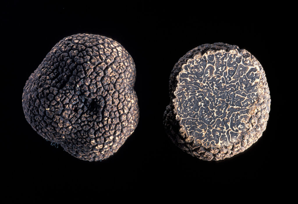 tuber melanosporum